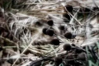 Helios 44-M-4 Petzval Mod (M42) - 00000032.webp