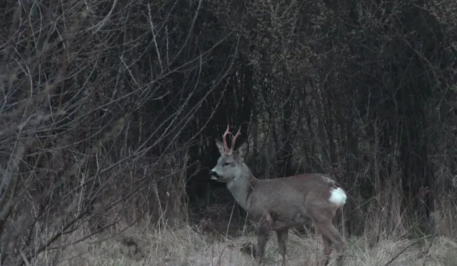 Sigma 400mm f5.6 APO (Nikon AF) - 00005496.webp