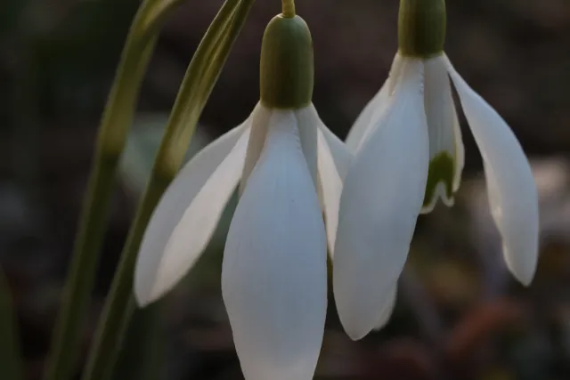 Canon Macro Lens FD 50mm f3.5 S.S.C. (FD) - 00004921.webp