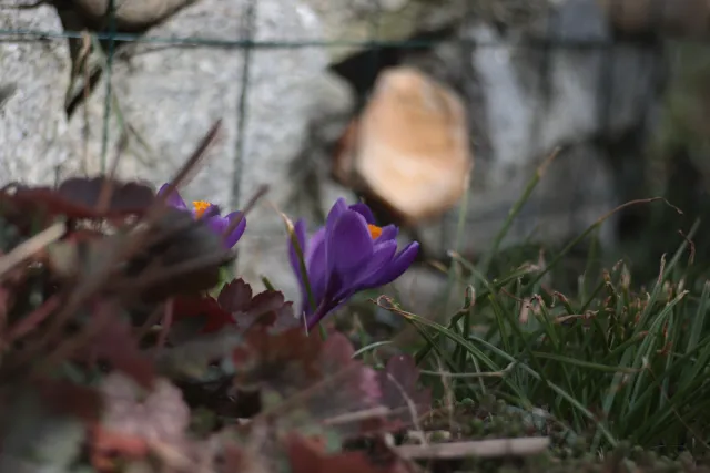 Meyer-Optik Görlitz Orestor 100mm f2.8 (EXA) - 00005145.webp