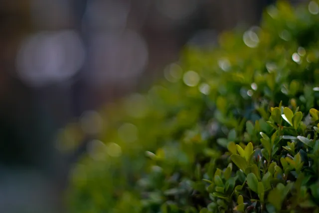 Olympus OM-System Zuiko MC Auto-S 50mm f1.8 (Olympus OM) - 00004995.webp