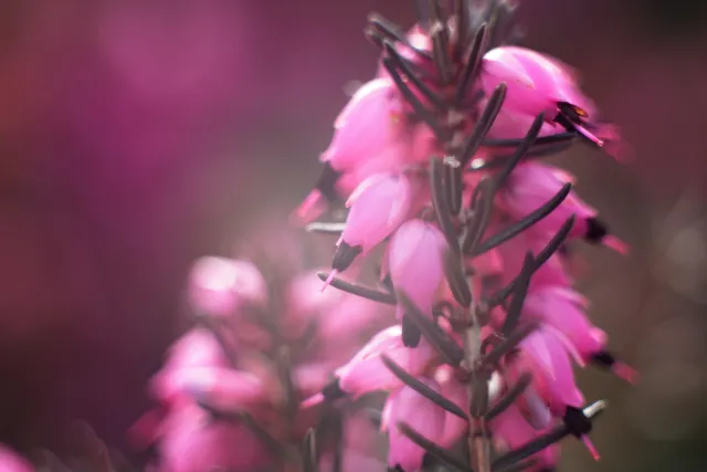 Meyer-Optik Görlitz Domiplan f2.8 50mm (M42) - 00005130.webp