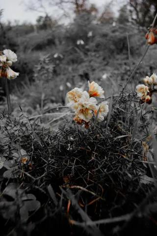 Carl Zeiss Flektogon f4 20mm (m42).md - 00004505.webp