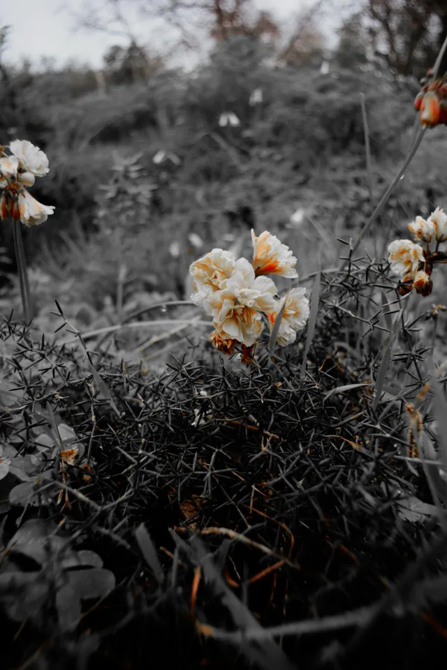 Carl Zeiss Flektogon f4 20mm (m42).md - 00004505.webp