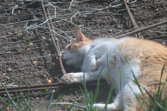 Auto Revuenon MC 200mm f3.3 (Pentax-K) - 00005738.webp