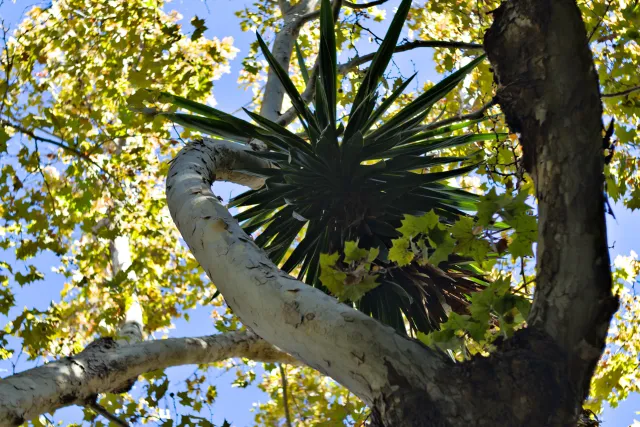 Zenith Helios-77M-4 50mm f1.8 VOMZ (M42) - 00001054.webp