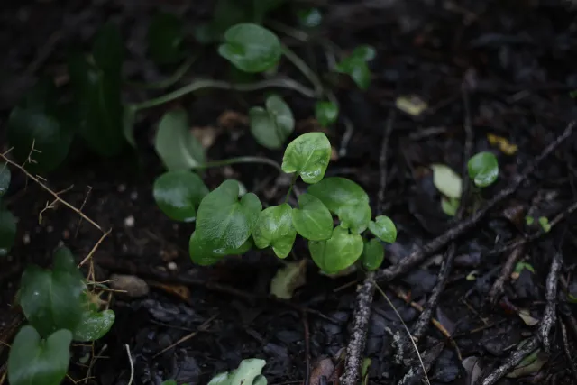 Carl Zeiss Jena DDR Pancolar Electric 50mm f1.8 (M42) - 00004474.webp