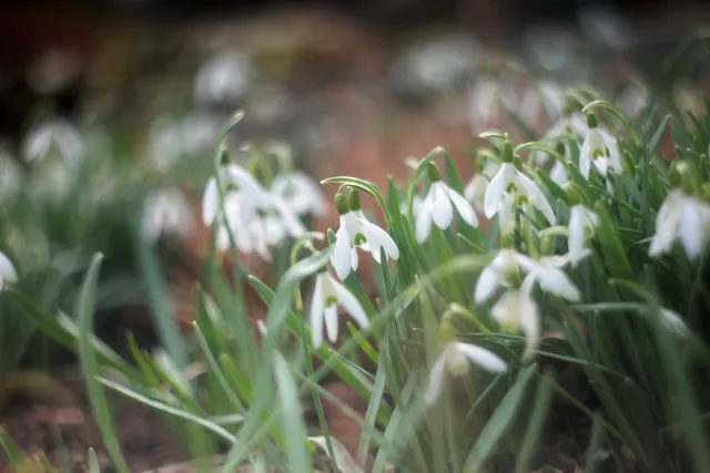 Helios 44-2 (M42) - 00005117.webp