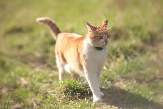 Helios 100mm f2 Mini Cyclop (M42) - z noktowizora - 00005673.webp