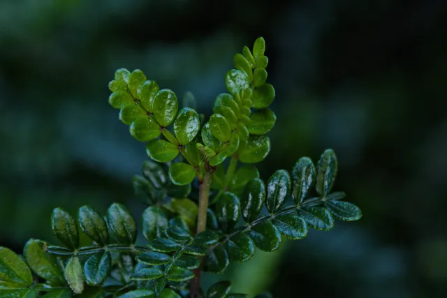 Tamron 28-300mm F3.5-6.3 (EF) - 00001214.webp