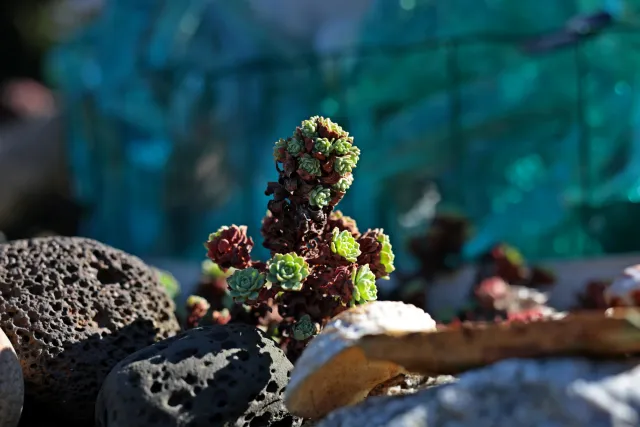 Canon Macro Lens FD 50mm f3.5 S.S.C. (FD) - 00004928.webp