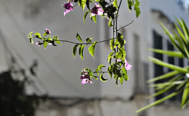 Zenith Helios-77M-4 50mm f1.8 VOMZ (M42) - 00001043.webp