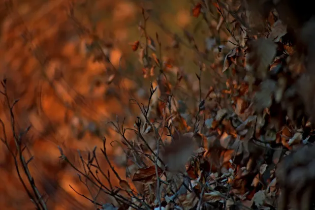 Spiratone Plura-Coat SharpShooter-S 400mm f6.3 (T2-M42) - 00005334.webp