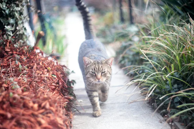 Helios 44-2 (M42) - 00005113.webp