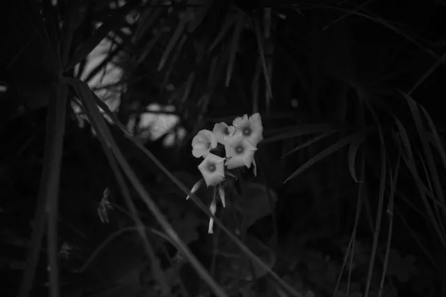 Meyer-Optik Görlitz Primagon 35mm f4.5 (M42) - 00003597.webp