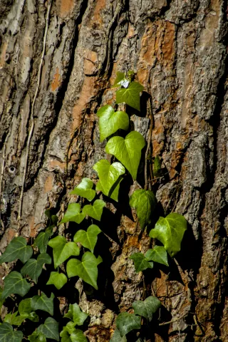 Tamron 28-300mm F3.5-6.3 (EF) - 00001086.webp