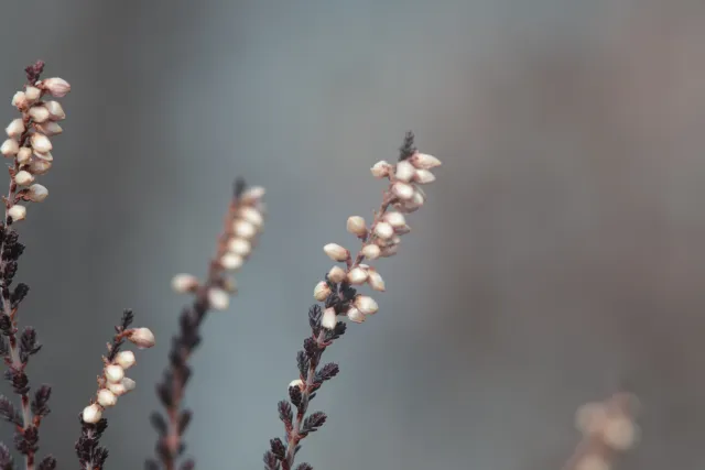 Carl Zeiss Jena DDR MC Sonnar 135mm f3.5 (M42) - 00005164.webp