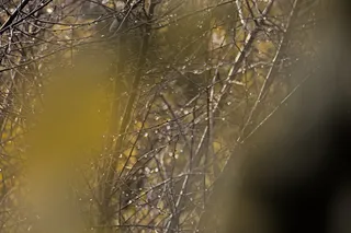 Pentacon 200mm f4  G.D.R.  (M42) - 00000037.jpg