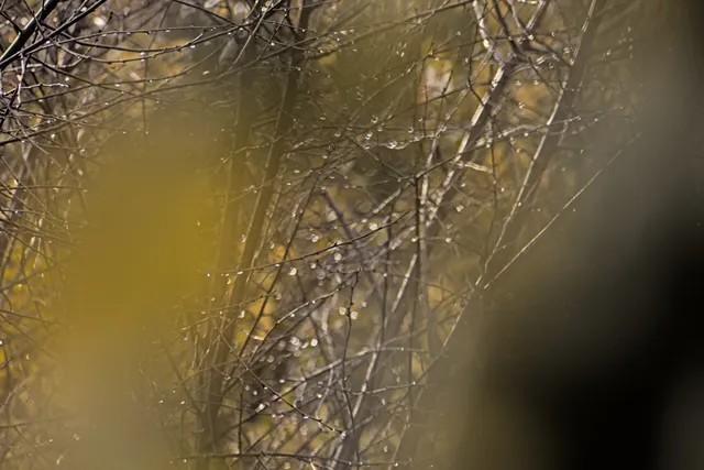 Pentacon 200mm f4  G.D.R.  (M42) - 00000037.jpg