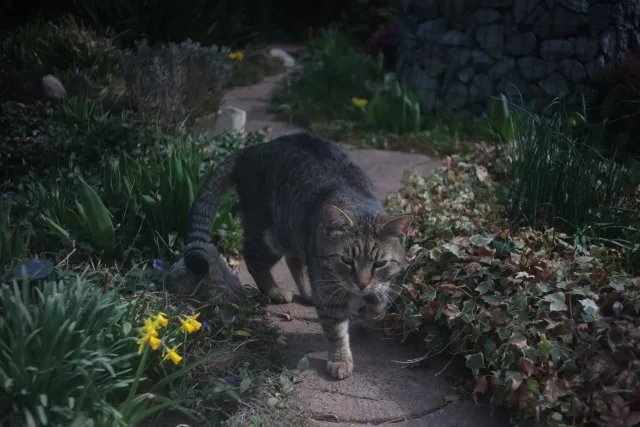 Photavit Weitwinkel 35mm f3.5 (M42) - 00005627.webp