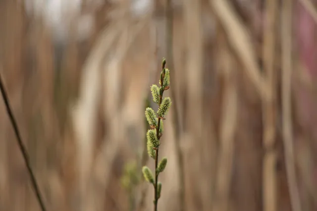 Canon Lens FD 135mm f2.5 S.C. (FD) - 00005263.webp