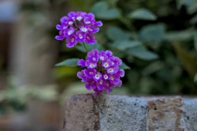 Zenith Helios-77M-4 50mm f1.8 VOMZ (M42) - 00001024.webp