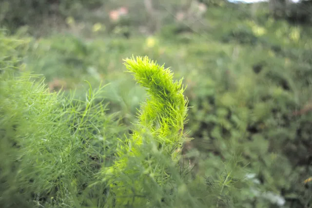 Carl Zeiss Flektogon f4 20mm (m42).md - 00004582.webp