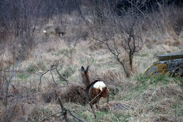 Miranda 75-300mm f4.5-5.6 MC Macro (Olympus OM) - 00005424.webp