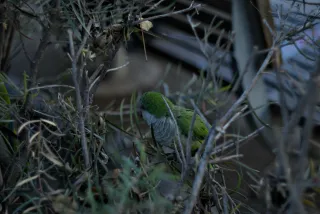 Zenith Helios-77M-4 50mm f1.8 VOMZ (M42) - 00000187.webp