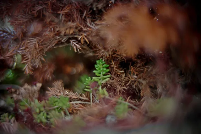 KOWA SUPER PROMINAR-16 50mm f1.2 Eiki 16mm (DIY) - 00002082.webp