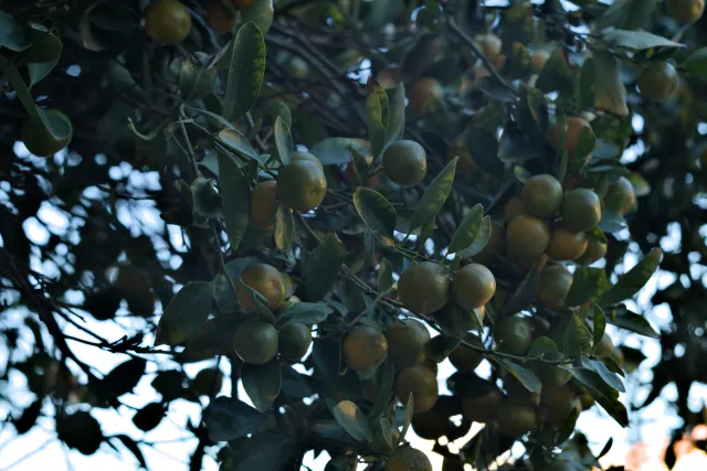 Zenith Helios-77M-4 50mm f1.8 VOMZ (M42) - 00000304.webp