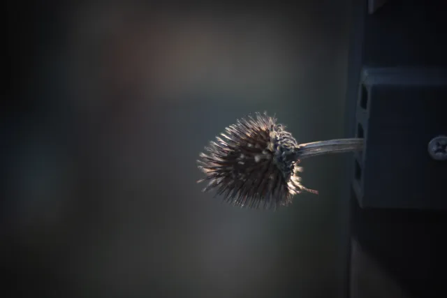 KOWA SUPER PROMINAR-16 50mm f1.2 Eiki 16mm (DIY) - 00001958.webp