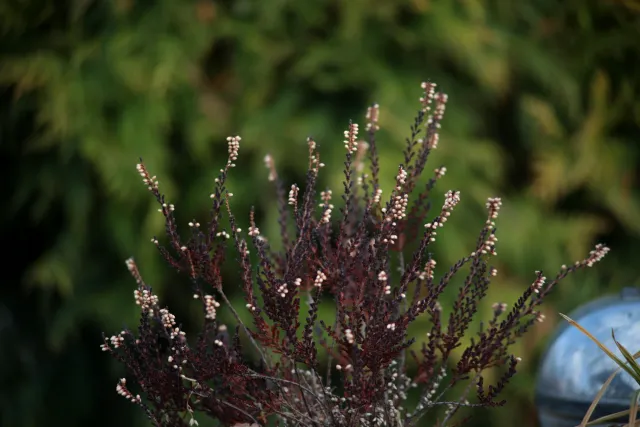 Formula 5 Gold Crown Macro Zoom 60-150mm f4 MC (M42) - 00005011.webp