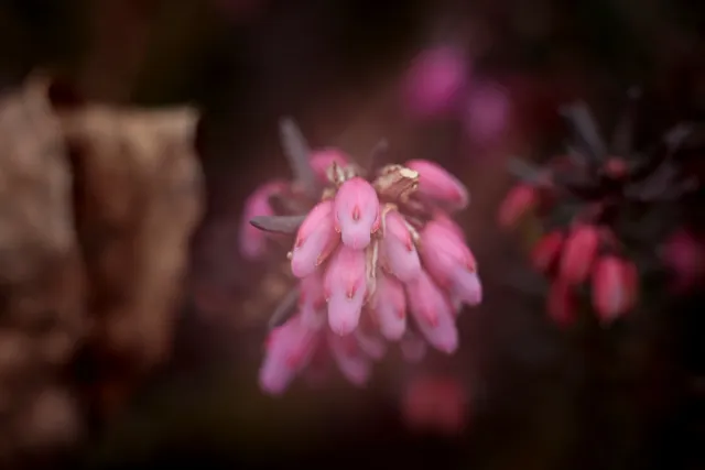 Carl Zeiss Jena Tessar 50mm f2.8 (M42) - 00005101.webp