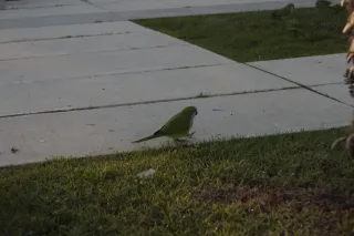 Industar-50-2 50mm f3.5 (M42) - 00002424.webp