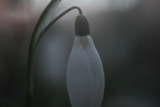 Kilfitt Makro-Kilar D f2.8 40mm (EXA) - 00004874.webp