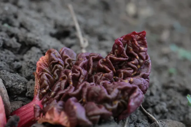 Canon Macro Lens FD 50mm f3.5 S.S.C. (FD) - 00005249.webp