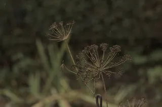 Pentacon 200mm f4  G.D.R.  (M42) - 00000040.jpg