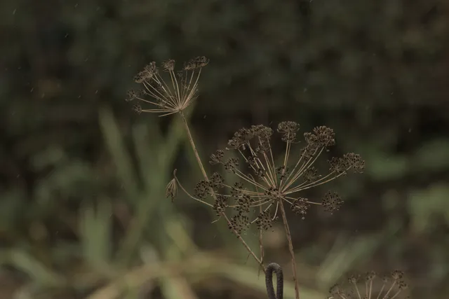 Pentacon 200mm f4  G.D.R.  (M42) - 00000040.jpg