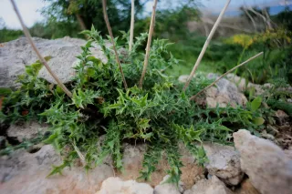 Carl Zeiss Flektogon f4 20mm (m42).md - 00004588.webp