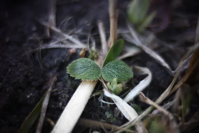 KOWA SUPER PROMINAR-16 50mm f1.2 Eiki 16mm (DIY) - 00002072.webp