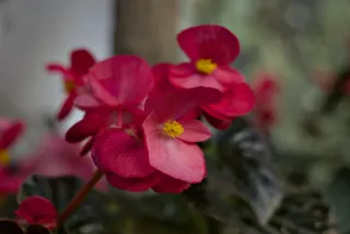 Zenith Helios-77M-4 50mm f1.8 VOMZ (M42) - 00001029.webp