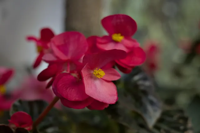 Zenith Helios-77M-4 50mm f1.8 VOMZ (M42) - 00001029.webp