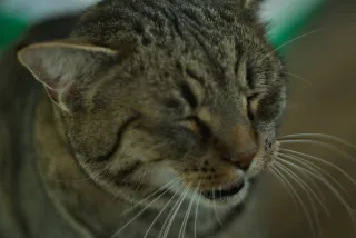 Prexer Krytos 85mm f2.8 (DIY) - 00001494.webp