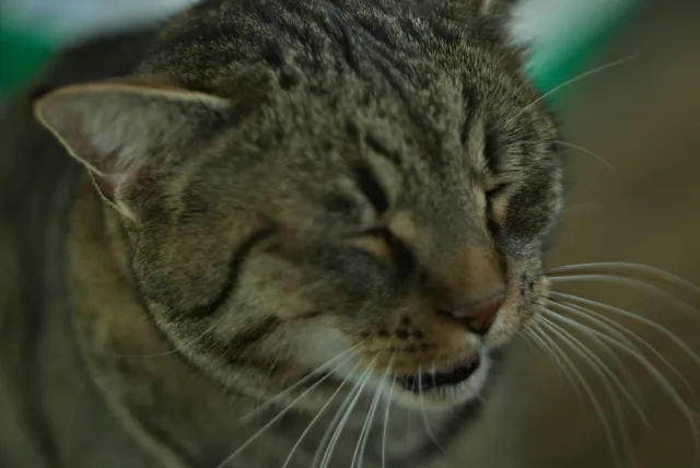 Prexer Krytos 85mm f2.8 (DIY) - 00001494.webp