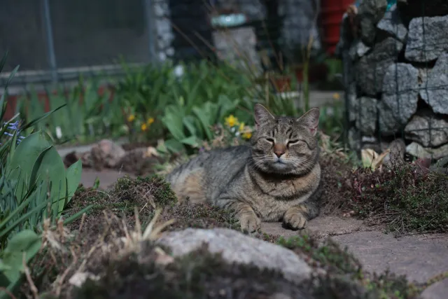 Canon Macro Lens FD 50mm f3.5 S.S.C. (FD) - 00005620.webp