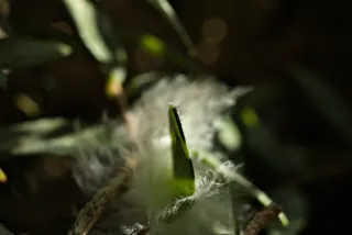 Meyer-Optik Görlitz Primagon 35mm f4.5 (M42) - 00001169.webp