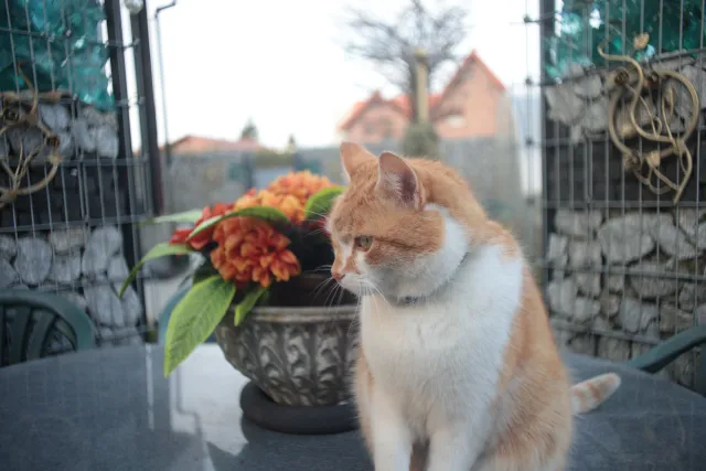 Mamiya-Sekor SX Auto 28mm f2.8 (M42) - 00004898.webp