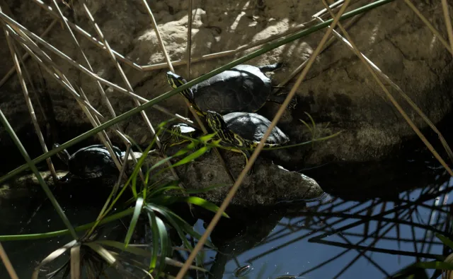 Zenith Helios-77M-4 50mm f1.8 VOMZ (M42) - 00001092.webp