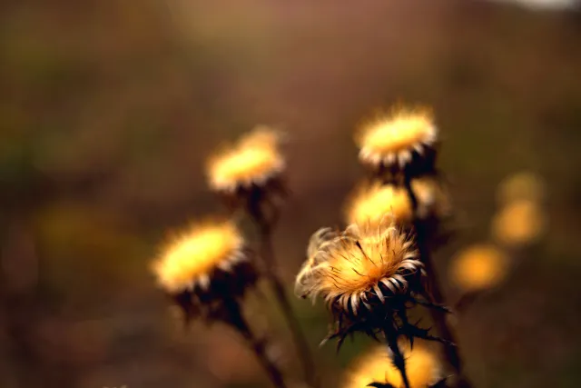 Kilfitt Makro-Kilar D f2.8 40mm (EXA) - 00005326.webp